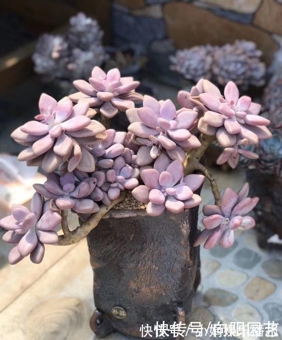 老桩|多肉怎么养出悬崖桩?选对花盆,选对品种,1年养成悬崖老桩