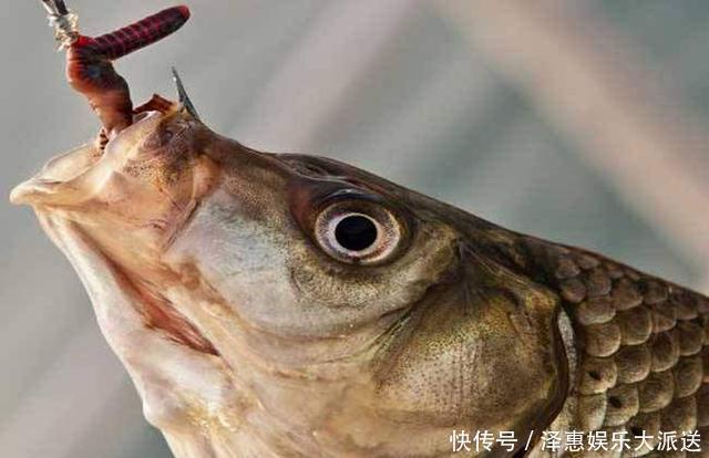 钓鱼|蚯蚓钓鱼效果好,但你挂对了吗,不同挂法效果不同
