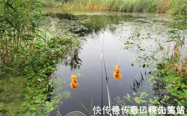春钓大板鲫,民间这两种钓法最优秀,钓大鲫鱼更容易
