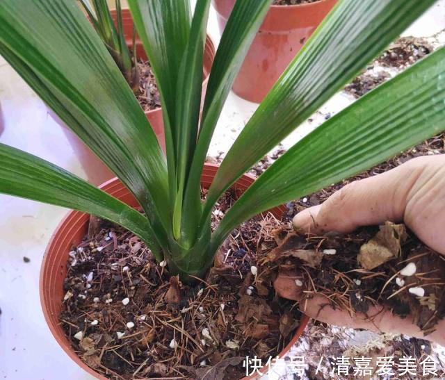 根系|养君子兰,死记硬背5个要点,啥问题也没有,叶子油绿过年满花箭