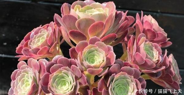 养多肉的都是女生, 男生养多肉很“娘” 这种多肉很阳刚!