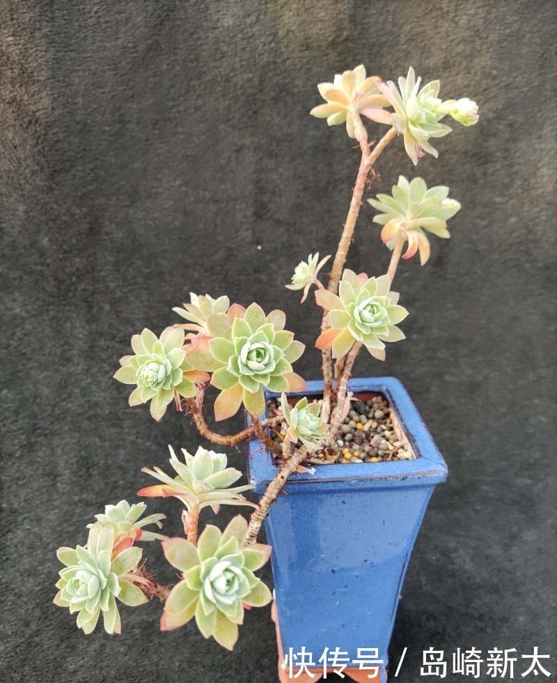 给我一块黑布，多肉走个台步