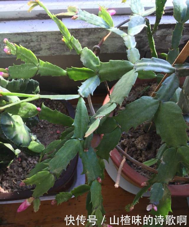 蟹爪兰新叶少很可能一件事没做好,赶紧补救还来得及!