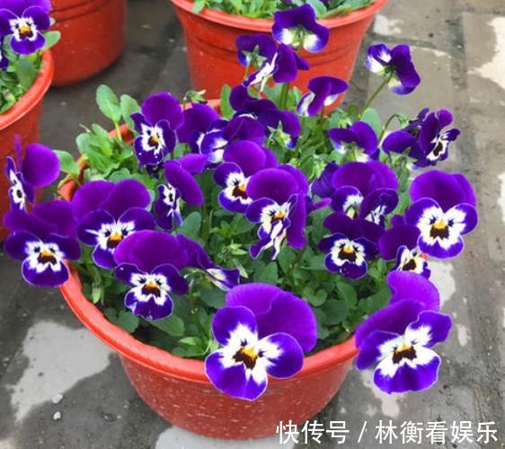 想有女人味，无需喷香水，家里养上“3种花”，身上弥漫缕缕花香