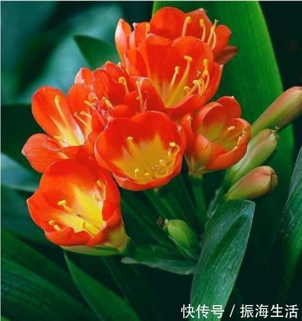 种花|3种花深受花友的喜欢,开花爆盆很简单,招财又纳福,谁养谁喜欢