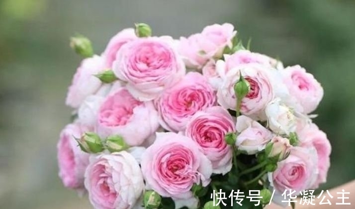 4种花很耐养,沾土就能活,花大色艳,全年开花不断