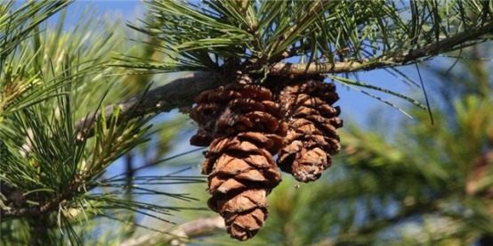 一个小松塔放进花盆,不久就变小松林,没曾想长得这么美