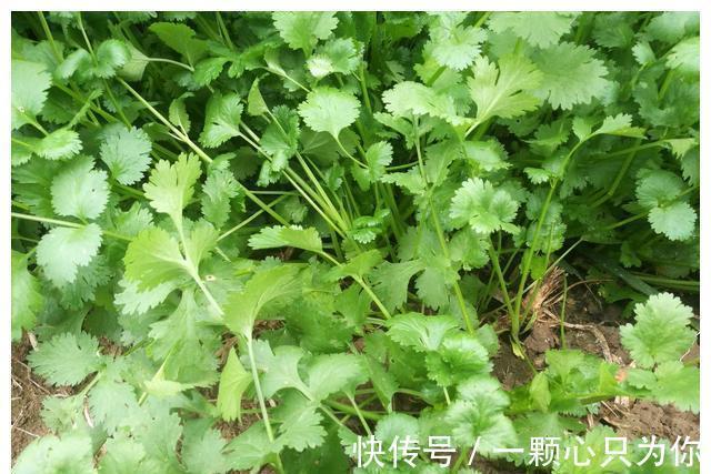 种植|农村8种含钙量高的蔬菜，多种多吃能补钙，营养价值高，记得收藏