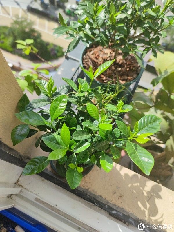 透水孔|花卉 篇一：低价买到手的栀子花，怎么养？