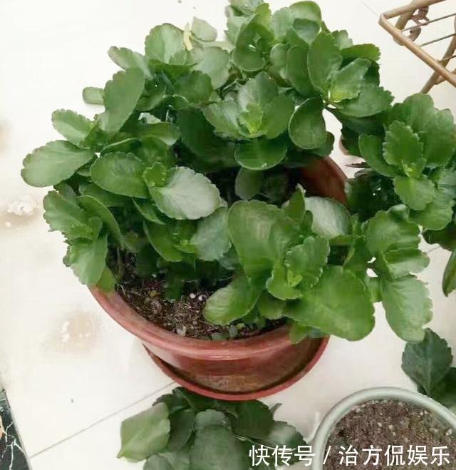打理|长寿花“睡醒了”，3个技巧打理一番，满盆窜花苞，年前正好开花