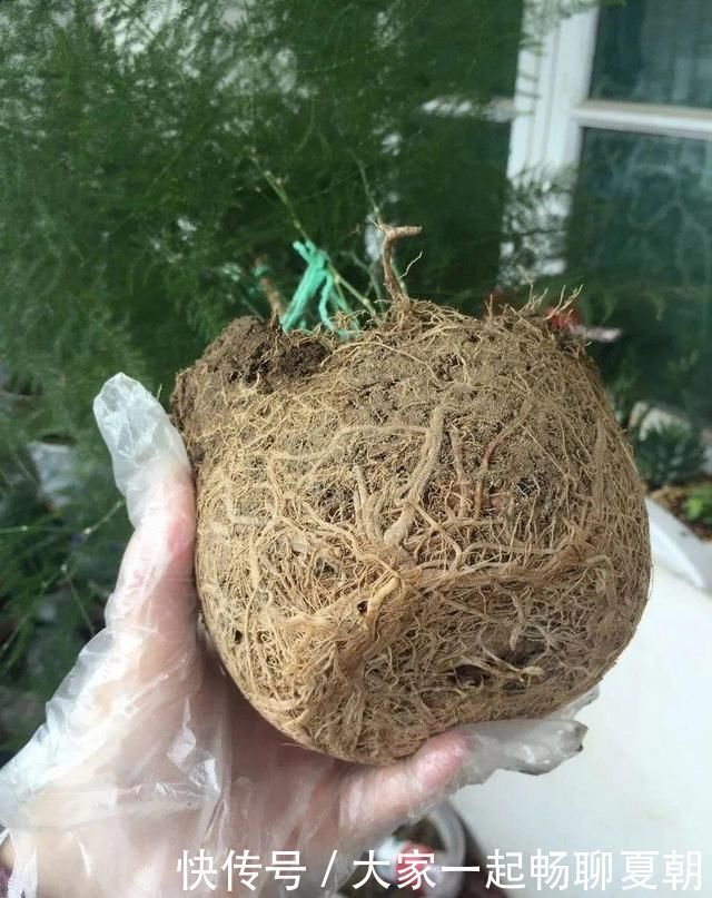 懒人|3种花不用扦插,掰下来就能活,1盆变10盆,懒人也能养