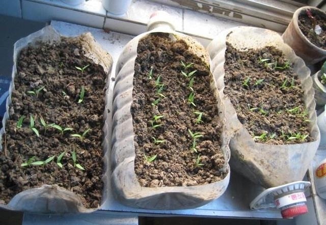 适合阳台种的“2种菜”,空油桶剪1刀,装土栽好,1个夏季有菜