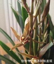 兰花|如何养护墨兰花吗?快来学习一些墨兰的养护技巧吧