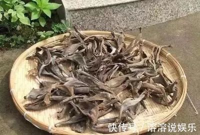 秋天|秋天准备“抗冻肥”，给君子兰、蟹爪兰“喂上”，长得旺、开花多