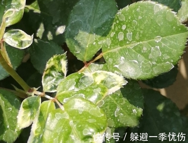 乳油类|月季药害了怎么办，做好4点防药害，及时干预促生长