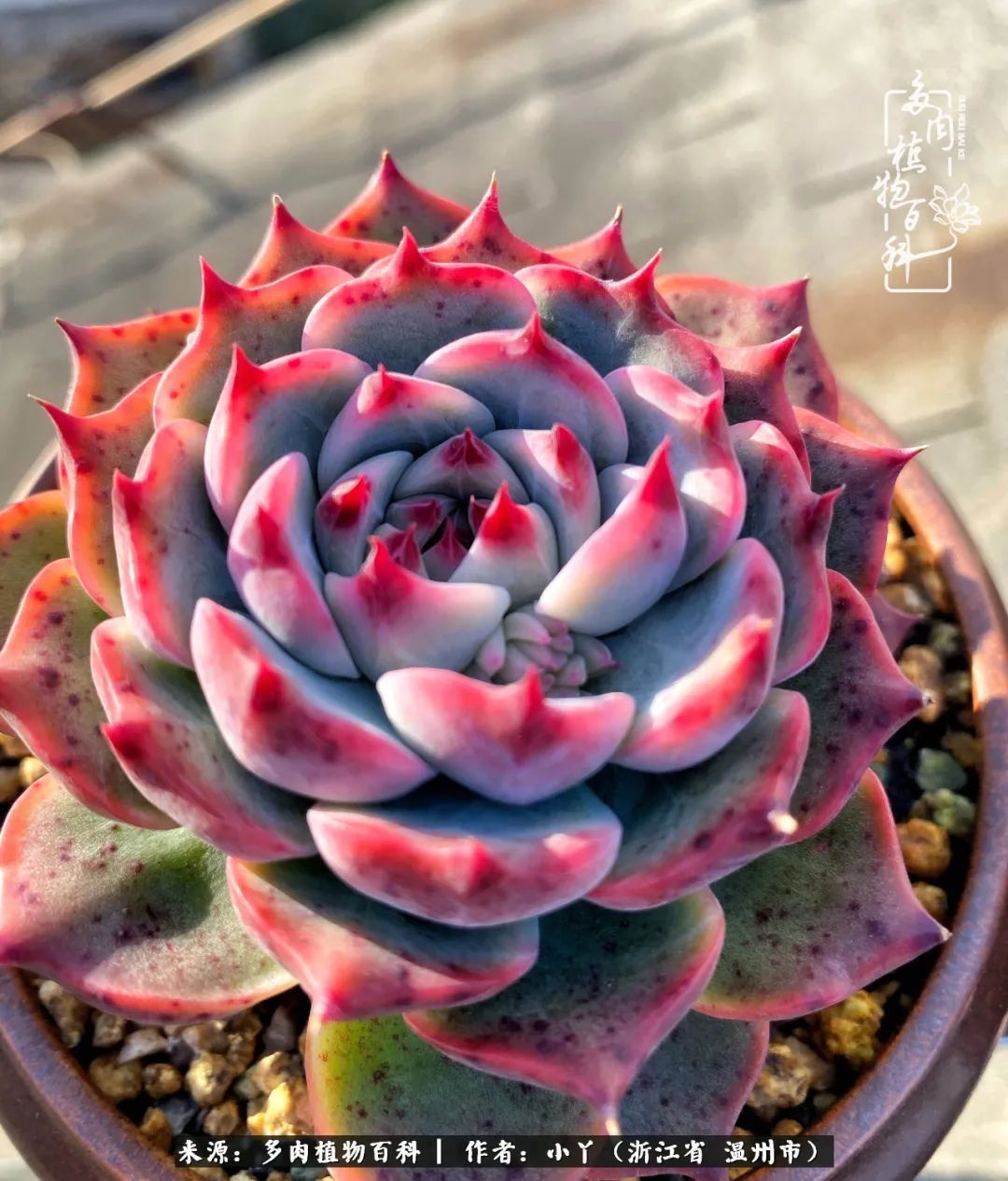 祖上无院家里无矿,一腔浪漫情怀付诸楼顶造花!