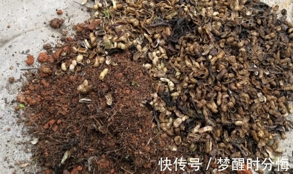 养花肥料|缺少养花肥料?没事,有了它们,盆栽再不会营养不良掉叶子了