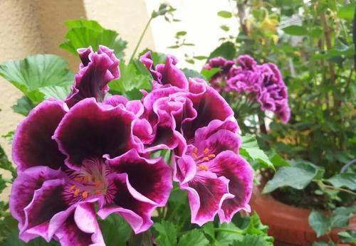 养3种花不要浇水在花叶上,轻则变丑重则腐烂,新手花友要注意