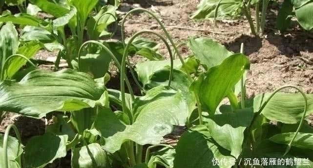 龙牙楤木|中国最好吃的6种极品野菜,你若是全吃过,请收下我的“膝盖”