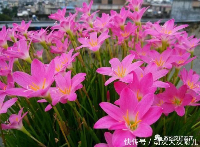 惊艳|这种球乱养都能活,丢盆里1个月开花,开花太惊艳