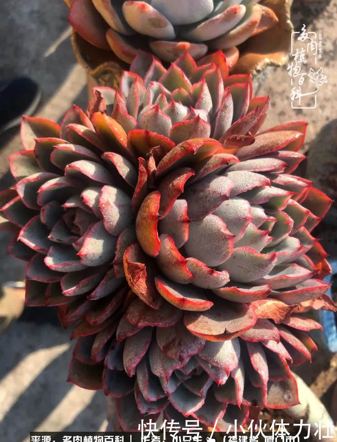 多肉,似星辰大海般的璀璨!