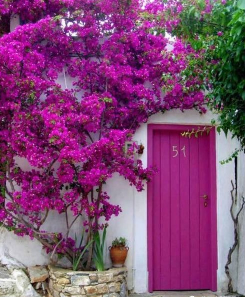 盆景|三角梅养成盆景又美又飒，爬成花墙热情浪漫，爆花成球秘诀在这