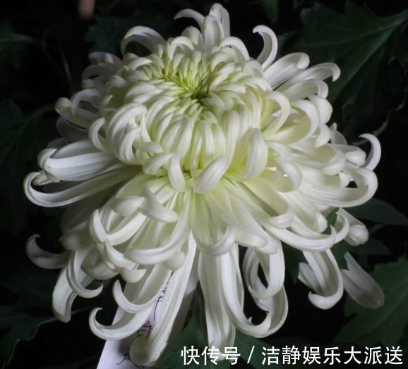 花瓣|家养这款菊花,号称“菊中珍品”,花似绣球,洁白如玉,美爆了