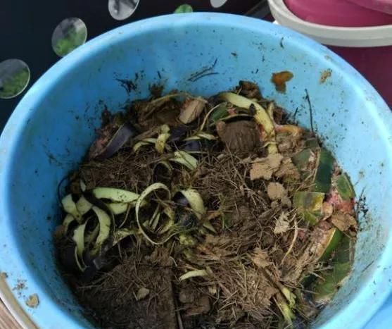 橘子皮|2斤西瓜皮丢桶里,加点水,不黄叶不烂根,花一开100朵