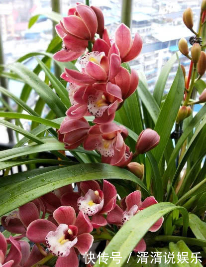 植株|此花一养就喜欢上它,好养漂亮,开花就爆盆,香味十足,女生必选