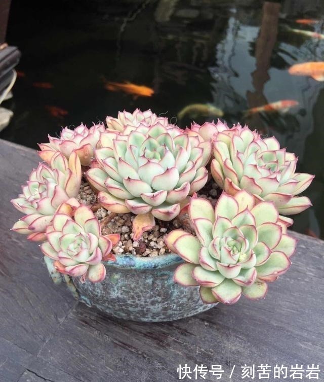 阳台上|夏天多肉的3个“臭德行”,教你几个绝招,轻松度夏