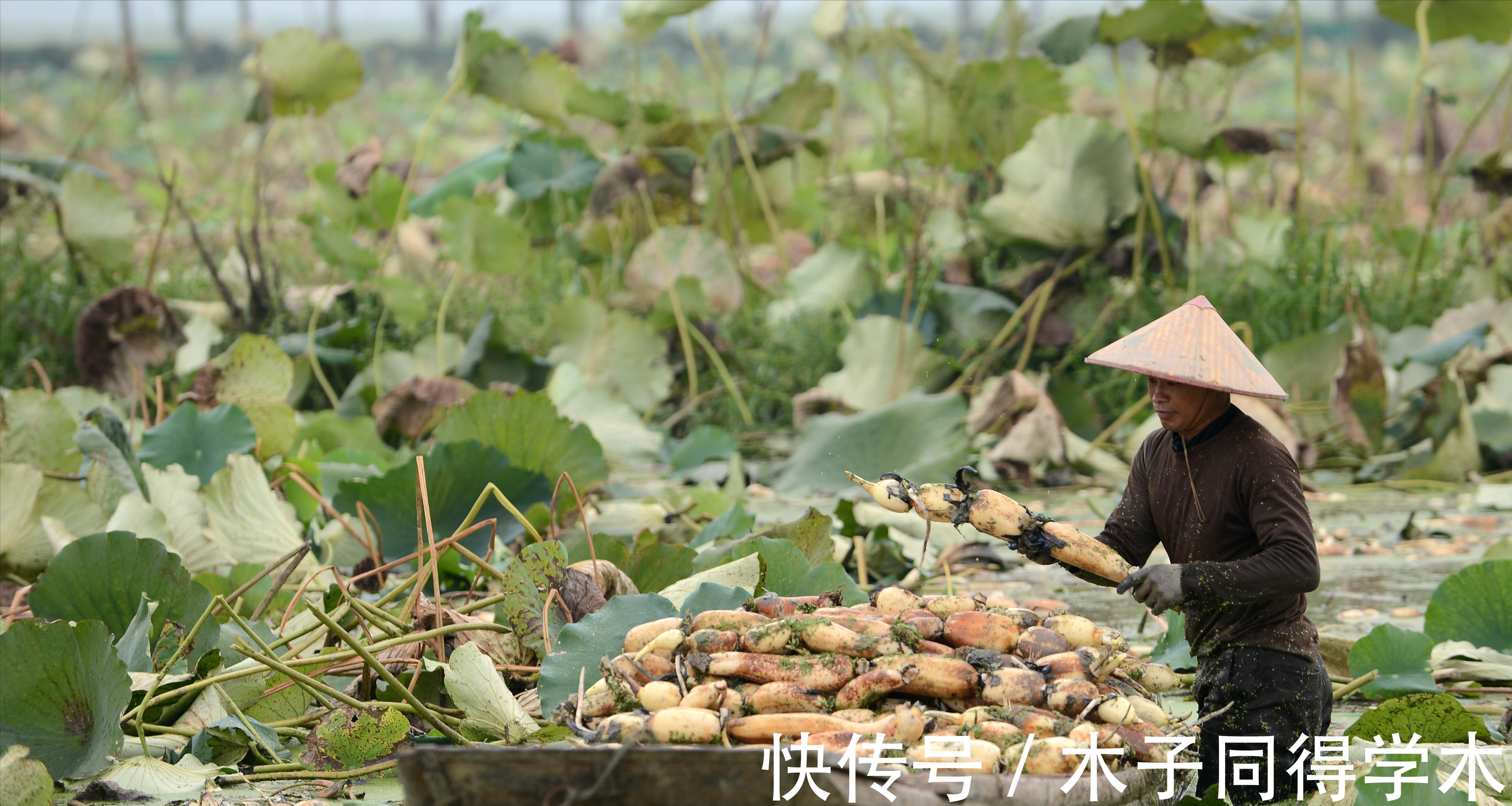 蔬菜|立秋过后,7种蔬菜要多吃,每一种都对人体大有好处,对抗秋燥