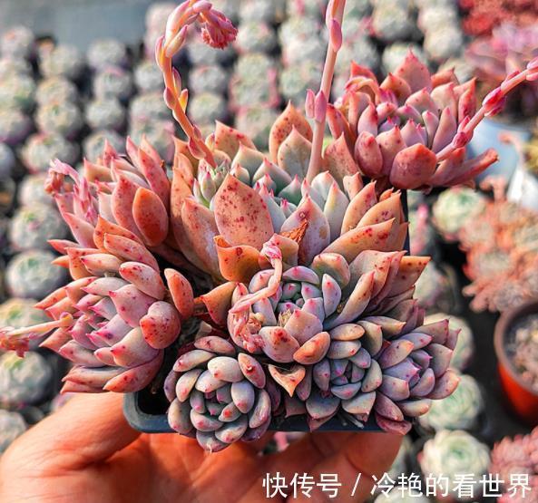 6种经典的粉色系多肉,叶片肥厚颜值高,仙气十足惹人爱