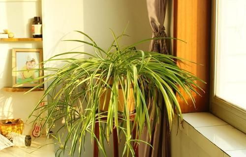 富贵竹|这4种花变得半死不活,剪2刀,30天后还你一盆健康的盆栽