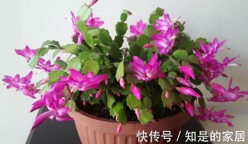 光照|秋天养蟹爪兰，解决好这4件事，茎叶长得茂盛，开花格外漂亮