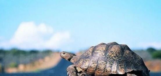 哲学家@人跑不过乌龟?阿基里斯悖论:只要乌龟先跑,人怎么追都追不上它