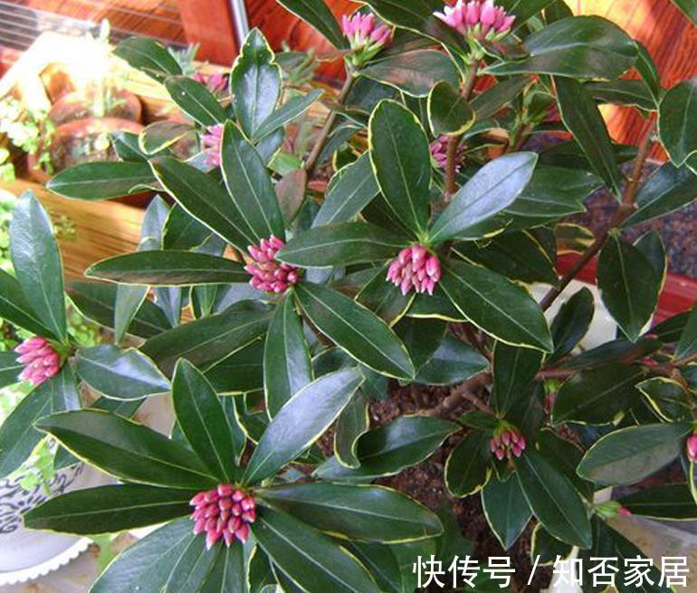 养花试试这几款,花开量大,轻松开成一片粉色的花瀑布