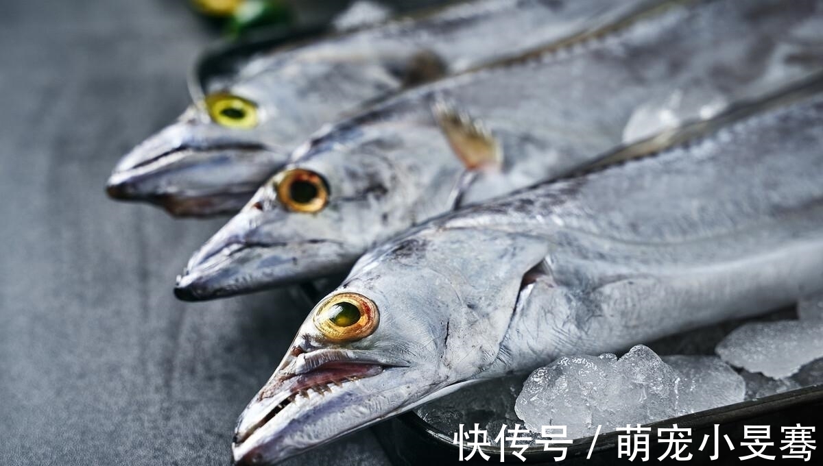买带鱼时,记住选择“三小一厚”,条条细嫩鲜美,鱼腥味小