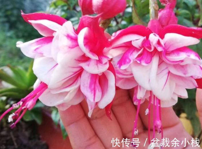 它盛开中的花朵像一个个灯笼，挂满枝头真喜庆，好看又好养