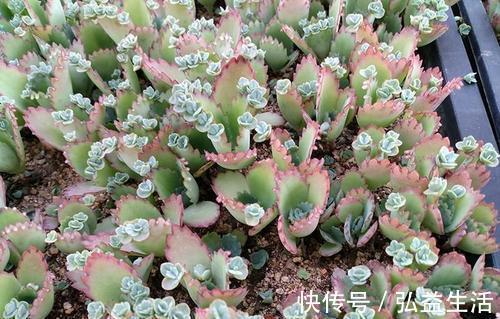 易群|5种高颜值多肉，皮实又好养，易群生长满盆，像是从花盆里流出来
