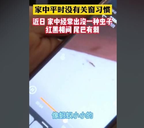 妈妈|两个月婴儿全身溃烂有脓,妈妈称家里不关窗,被“毒虫”趁虚而入