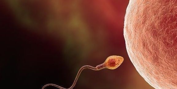 月经周期|女性月经结束后多久容易怀孕可能不是你想的排卵日,而是这一天