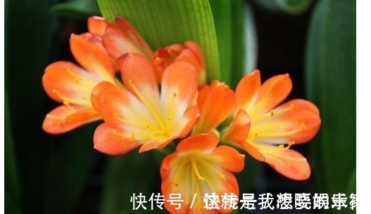 黄叶|给君子兰浇水时加点料,一月用2次,叶子油绿有光泽。