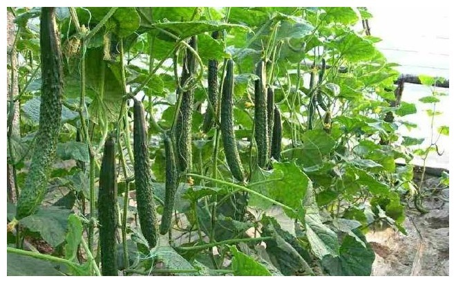 农家小院最受欢迎的几种蔬菜，随吃随取，你最喜欢吃那个