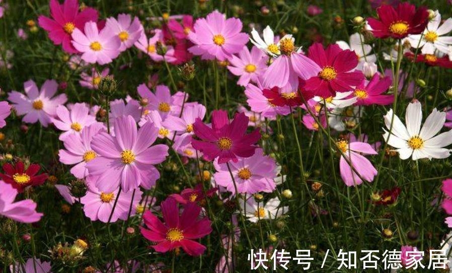国庆前后，8种花种子收集起来，来年播种开出花海