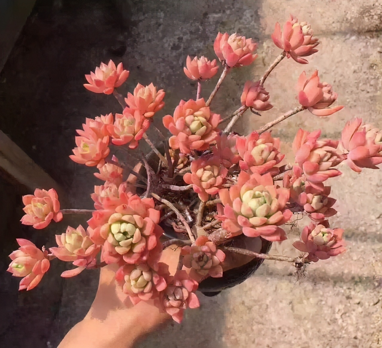 普货|6款多肉大普货,完全靠实力征服花友,养护简单出状态真好看