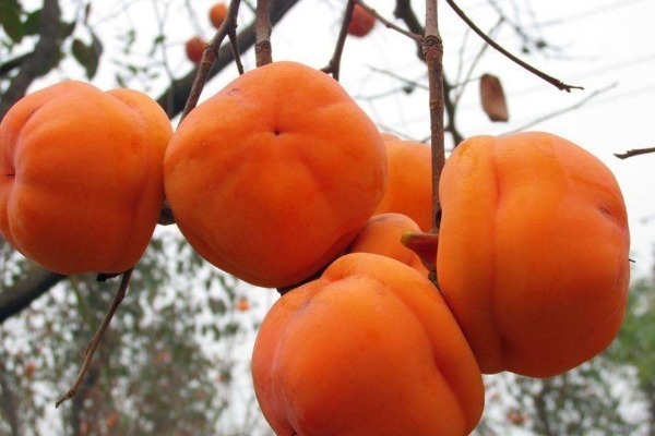 冻柿子|果农从不碰的4种水果,早被拉进“黑名单”,却还有人吃到停不下