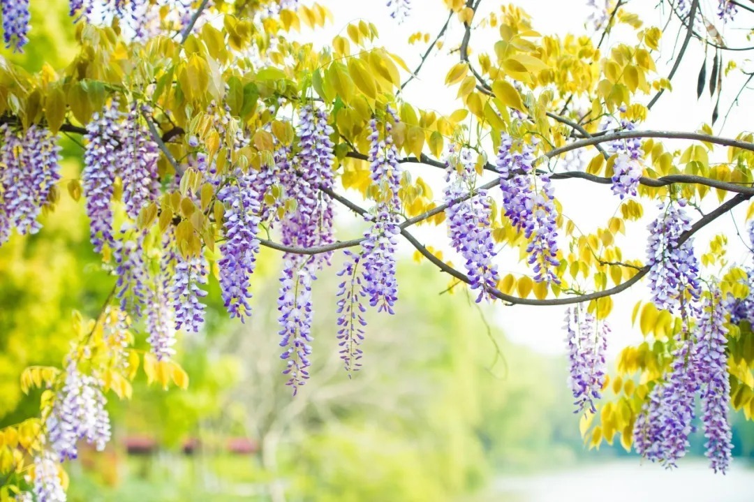 纳兰容若笔下的春天,酌一壶春酒,感怀一段光阴