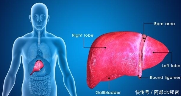 肝脏|肝脏发生病变的人,嘴巴有3个“共性”,若没有,说明肝癌你无关
