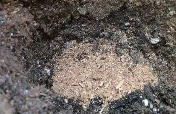 花草|水里滴点“它”浇花,管叫植物一整冬不黄叶、烂根