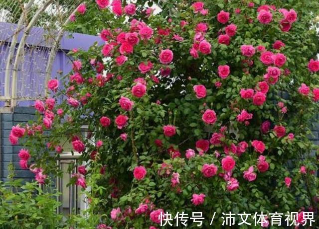 栽种|有院子别空着,栽上3类爬藤花,美成大花海